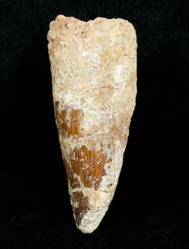 Bargain Spinosaurus Tooth - inches #4486